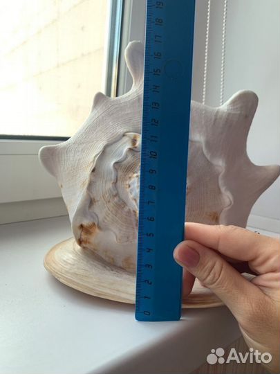 Ракушка морская большая