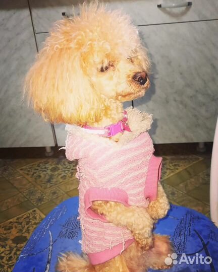 Девчули тойпуделя