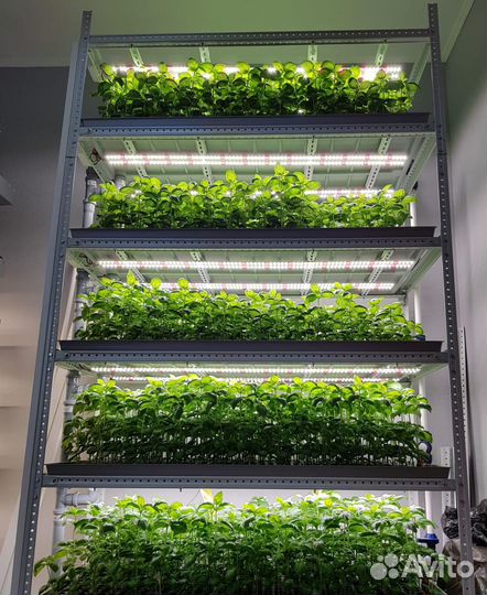 Стеллаж (гидропоника) для растений