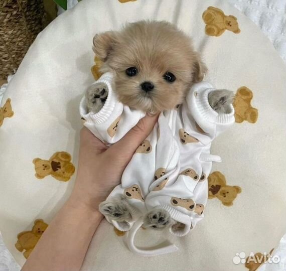 Мальтипу micro из кореи
