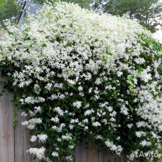 Многолетние садовые цветы