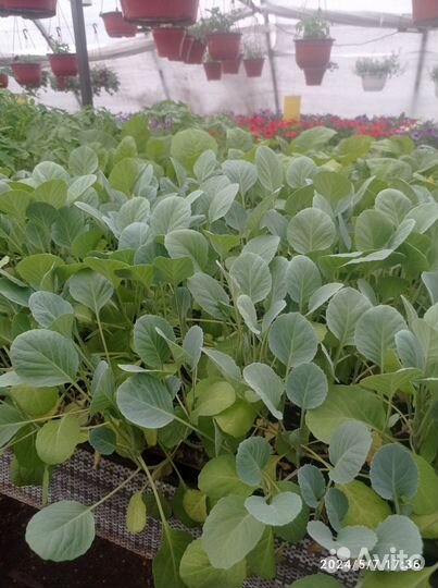 Продажа овощной рассады и цветов