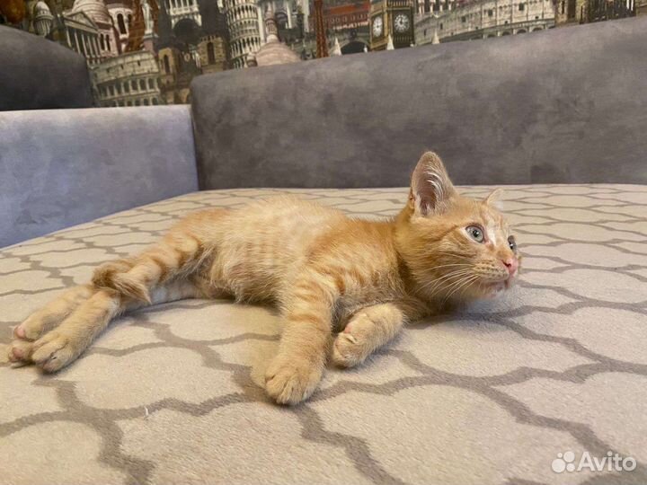 Мальчик Манчкин мама 2 мес