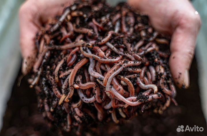 Червь калифорнийский