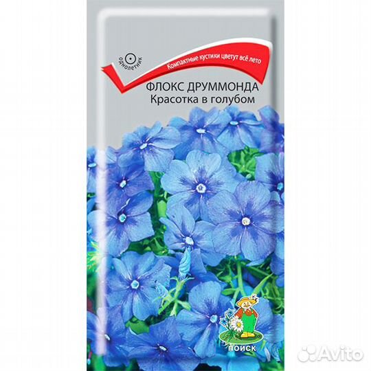 Флокс Друммонда Красотка в голубом