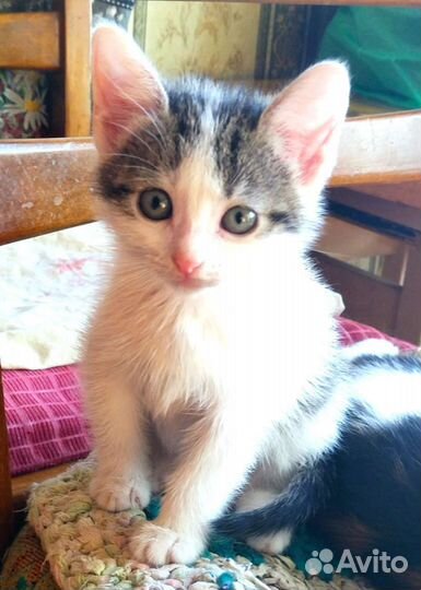 Котенок месячный в дар
