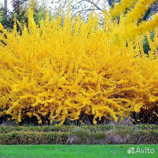 Декоративные кустарники