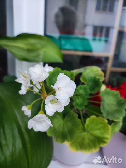 Герань пеларгония