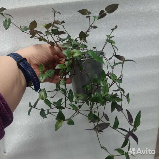 Традесканции сортовые