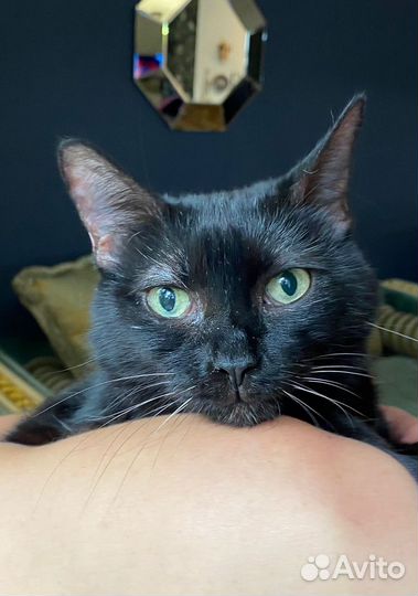 Кошечке очень нужна сеиья