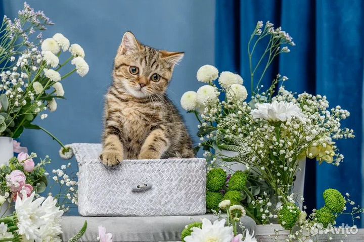 Британская