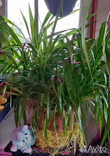 Пальма Пандаус