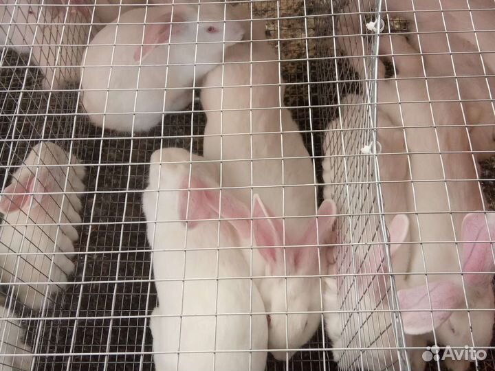 Кролики мясом