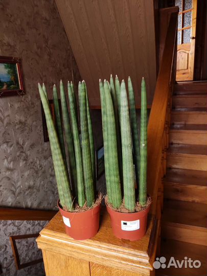 Сансевиерия цилиндрика