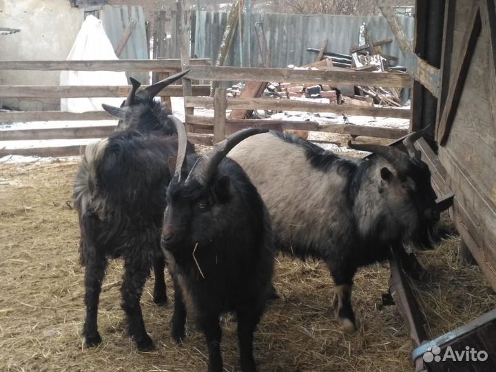 Козлы, козы