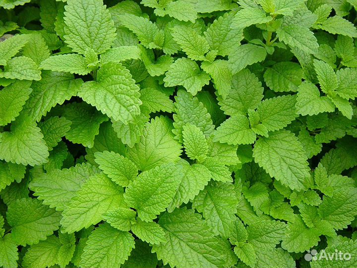 Мелисса (Лимонная мята) лекарственная Lemon Balm С