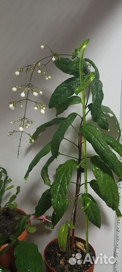 Комнатные цветы