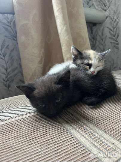 Котята бесплатно
