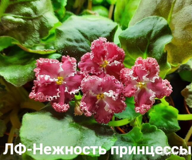 Цветы фиалки