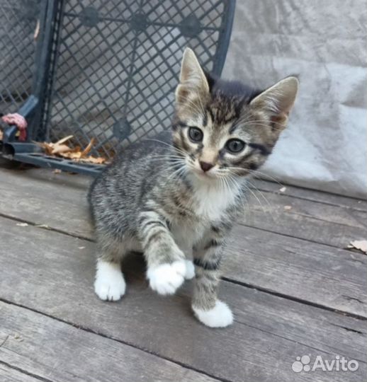 Котята