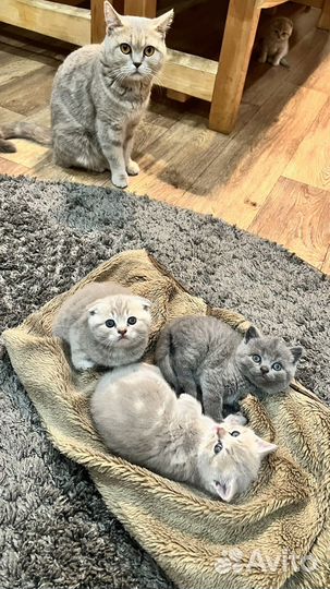 Шотландские котята