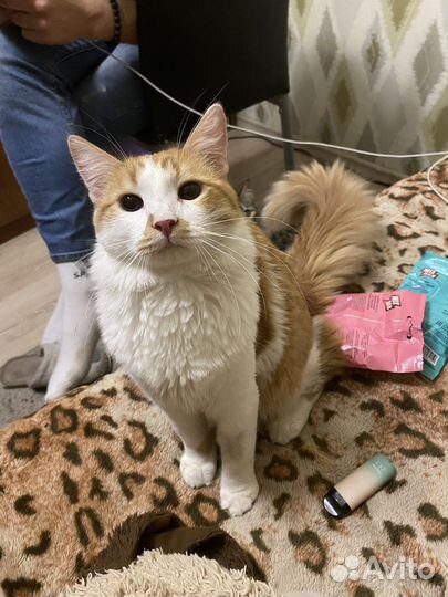 Рыжий кот Марсик