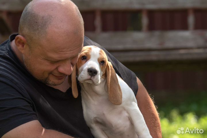 Щенки бигль