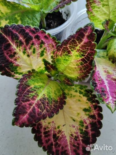 Колеус аватар