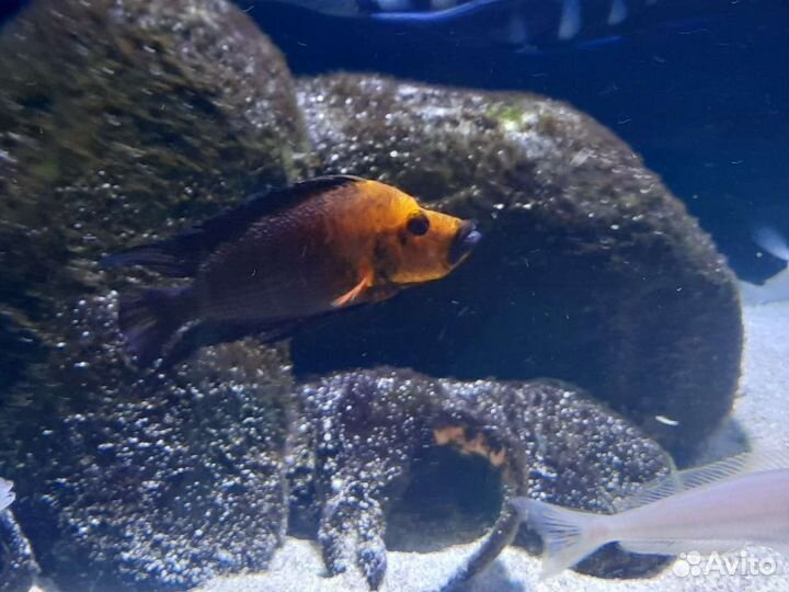 Танганьика