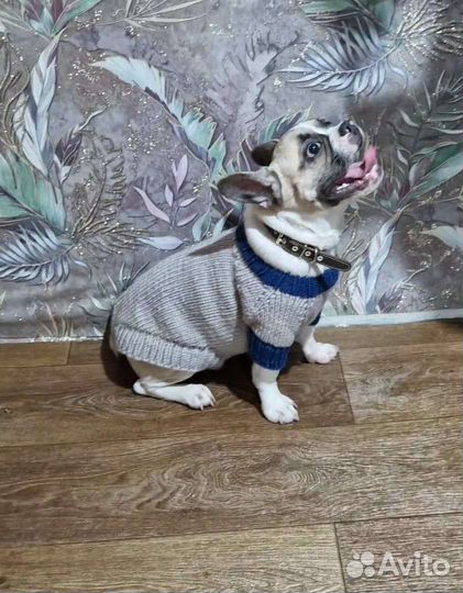 Вязание на заказ теплых вещей для собак и кошек