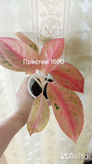 Аглаонема Престиж