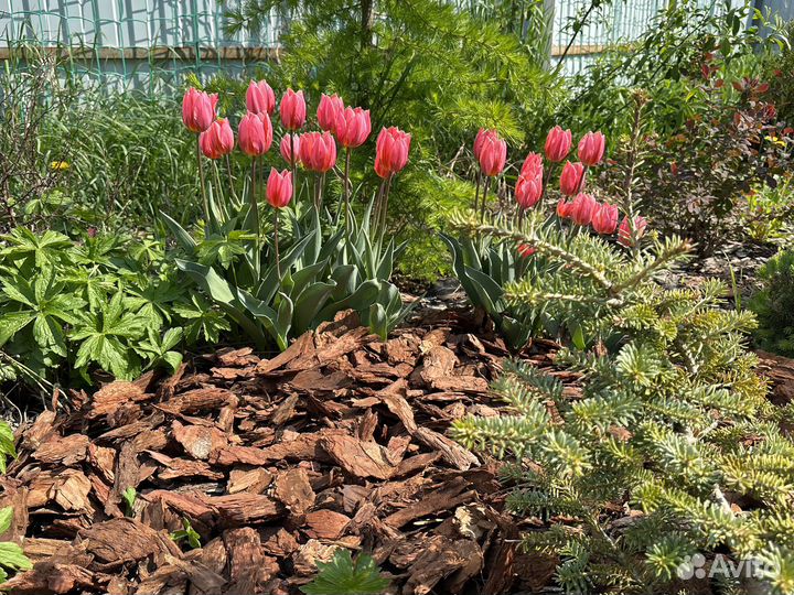 Луковичные цветы