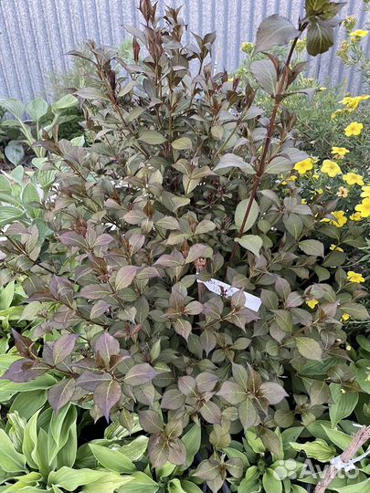 Растения для сада