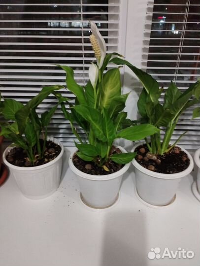 Продам цветы комнатные