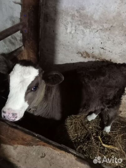 Полукровные джерсийские телята и коровы