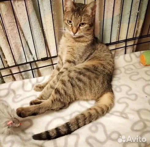 Кошка Зайчуха 7 месяцев, стерелизованна