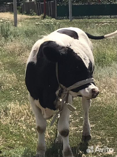 Бык и тельки