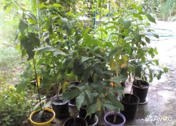 Саженцы гуайявы (плодовый экзот)