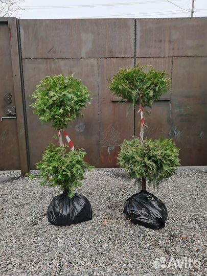 Туя колумна, ель голубая, кипарисовик