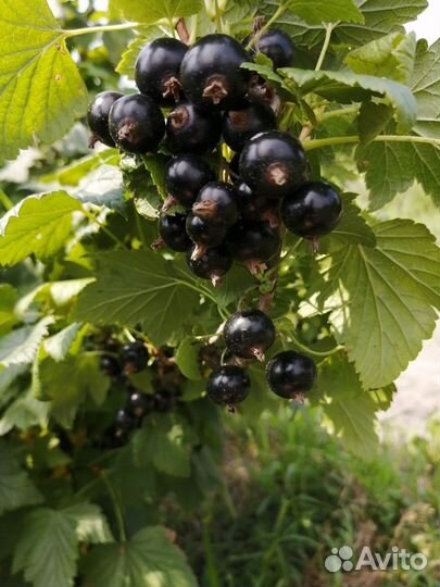 Черная смородина ягода