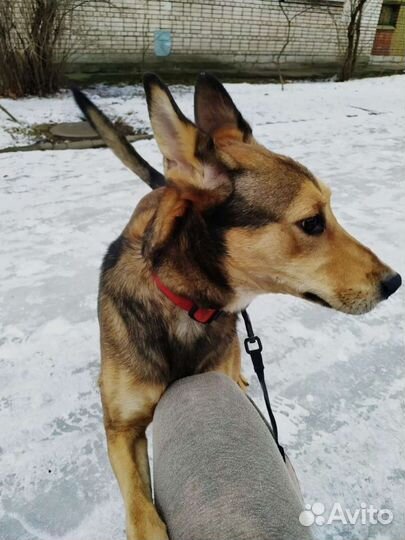 Крутейший пёс ищет дом