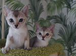 Сингапурские котята