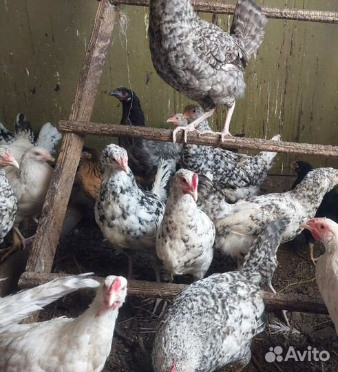 Молодки несушки петушки курочки