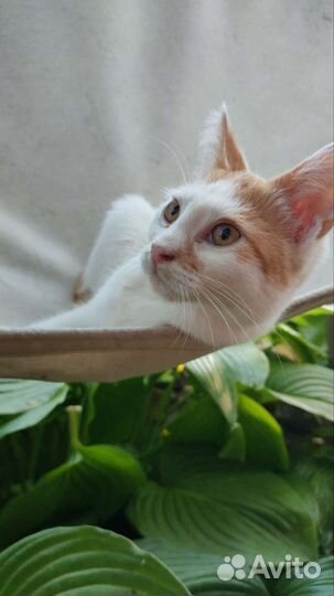 Рыжий котенок