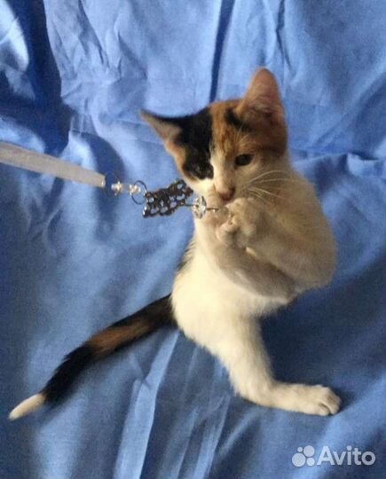 Котенок девочка цветная красотка