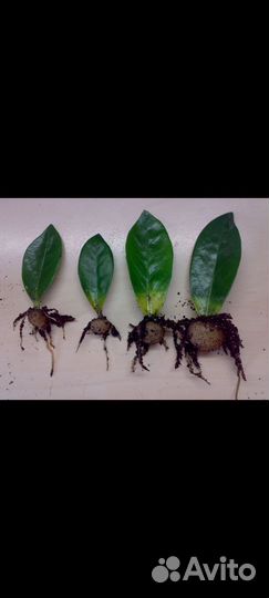 Замиокулькас