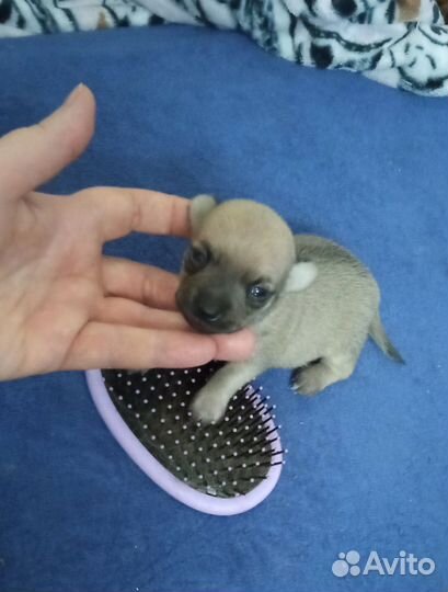 Продам щенков той-терьера