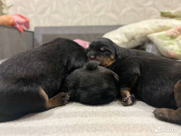 Щенки ротвейлера