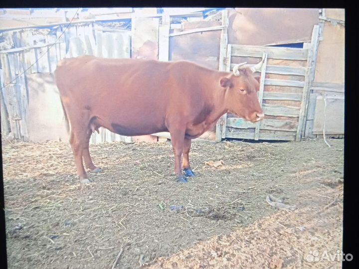 Коровы, и бычок