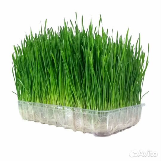 Травка в наличии для домашних любимцев